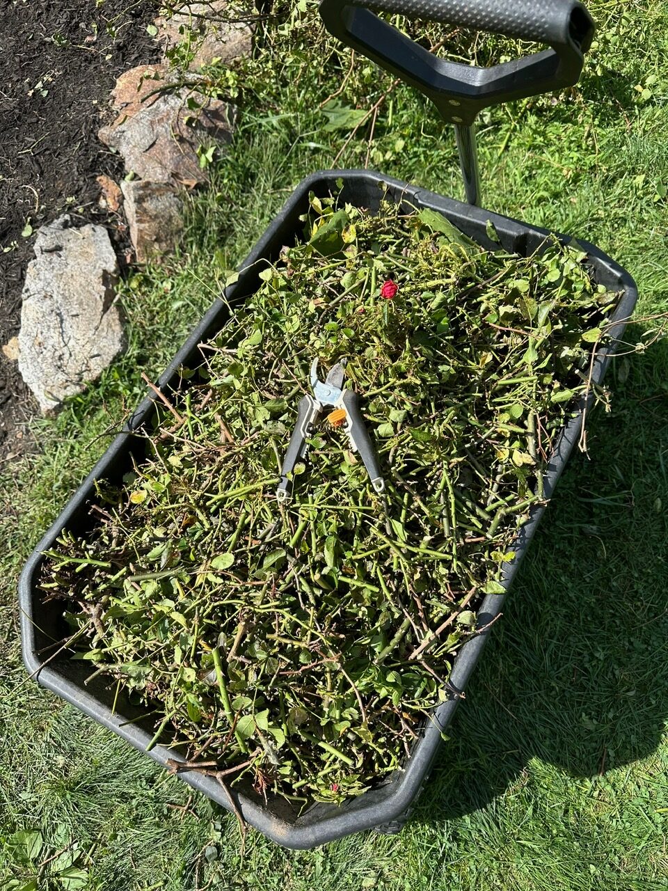 Gardening Hack: Chop and Drop